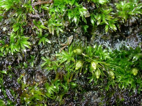 苔蘚介紹|Bryophytes – 中研院院區苔蘚地圖